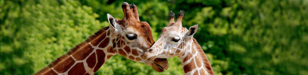 Zwei Giraffen stecken gefühlvoll die Köpfe zusammen. Dahinter Grüner Wald.